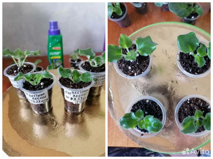 Детки фиалки 