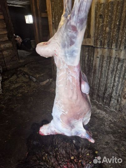 Курдючные барашки