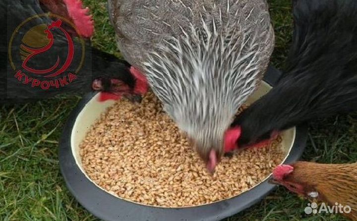 Зерно ячмень