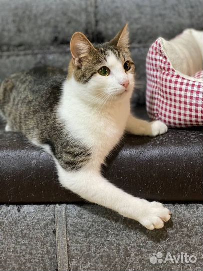 Отдаю молоденького котика Лизуна в дар