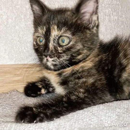 Котята пятнистого окраса девочки 2 мес. В квартиру