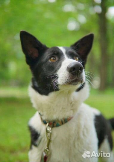 Собака из приюта в добрые руки