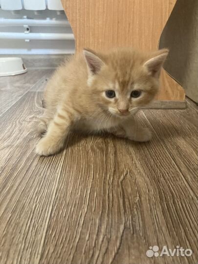 Кошка в дар бесплатно