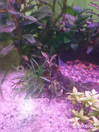Растения для аквариума (анубиас, буцки тд)