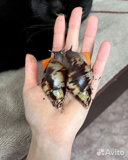 Улитки ахатины