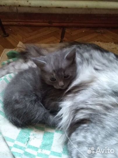 Отдам в добрые руки