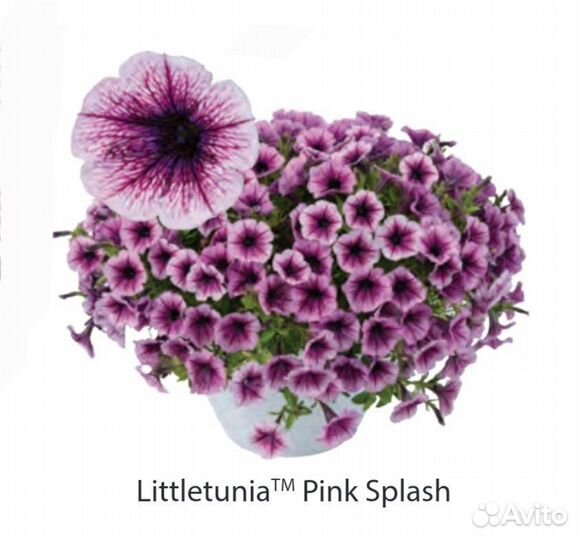 Вегетативные черенки (Европа)