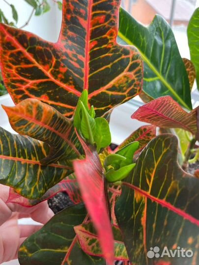 Комнатные цветы кротон, кодиеум Экселент