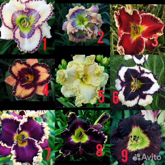 Лилейники сортовые