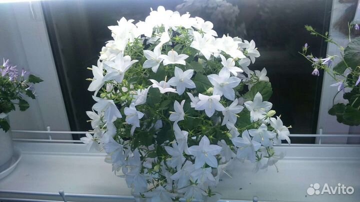 Кампанула невеста и жених цветут