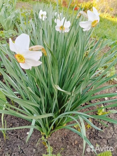 Мини нарциссы