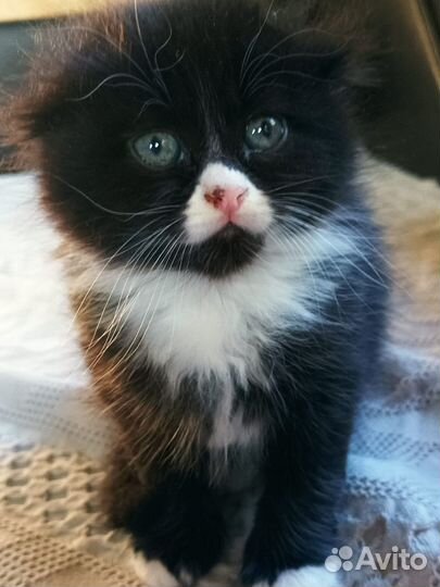 Котята от вислоухой шотландской кошки