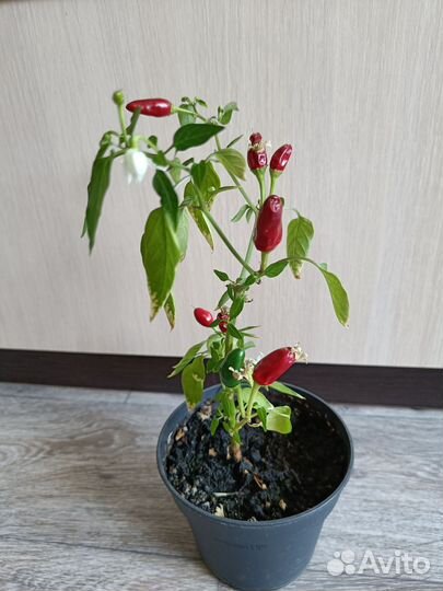 Перец комнатный острый