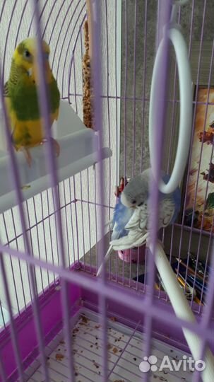 Птенцы волнистый попугай с клеткой