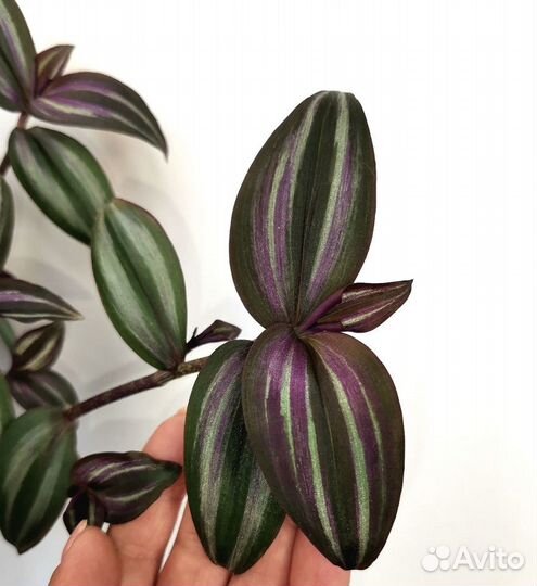 Tradescantia Zebrina Evanesce