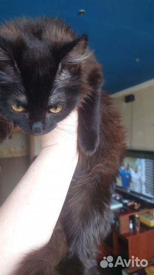 Потерялась кошка