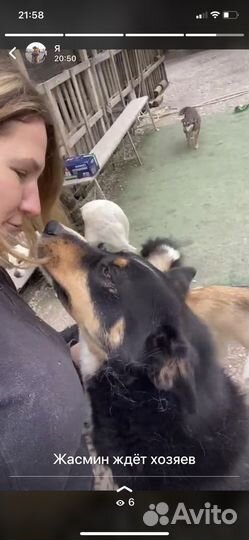 Выгул, зооняня, передержка, Догситтер Центр