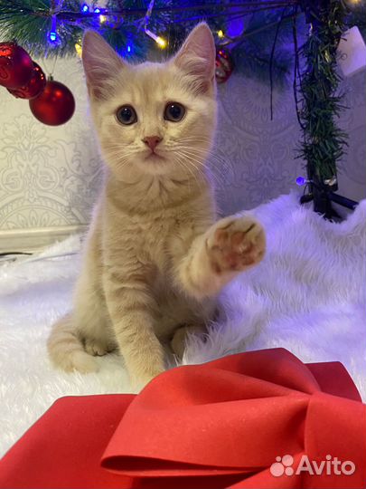 Отдам котенка в добрые руки