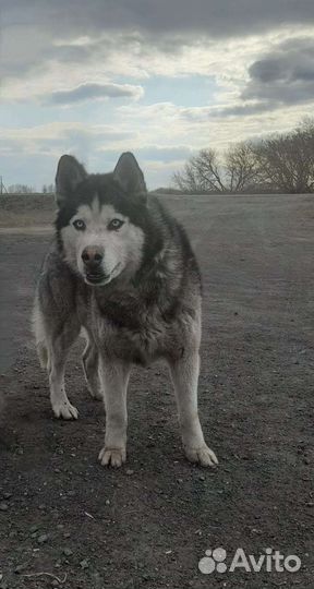 Сибирский хаски вязка