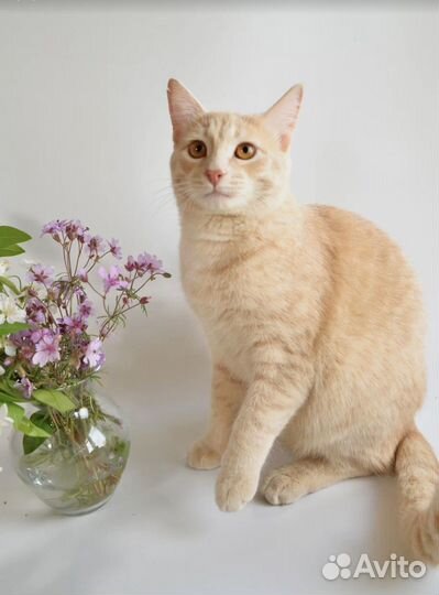 Котик - в добрые руки