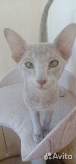 Ориентальные котята