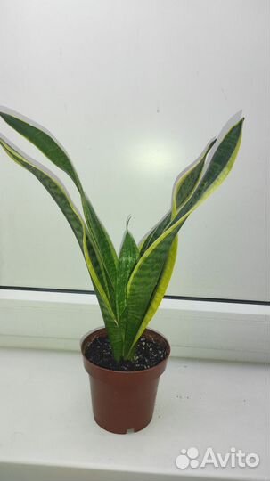 Сансевиерия