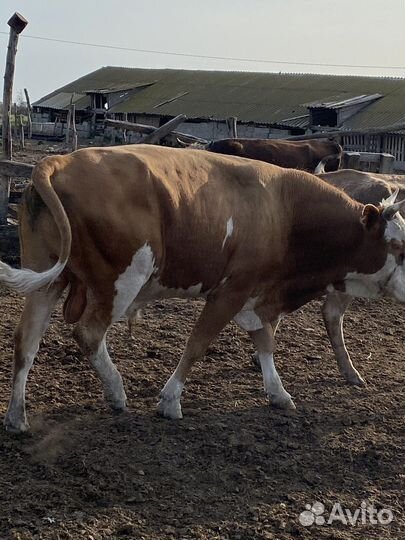 Бычки циментал