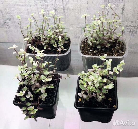 Каллизия Розовая Пантера (Pink Panther)