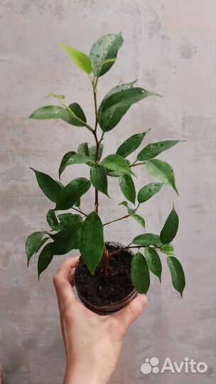 Фикус триангулярис и диверсифолия