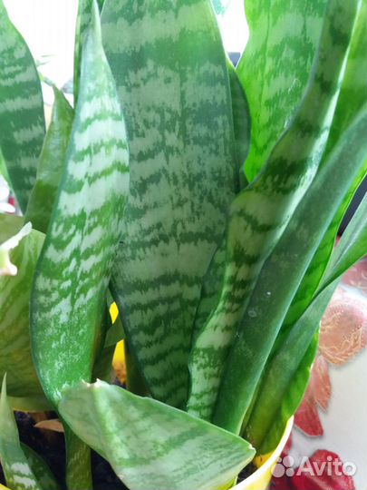 Сансевиерия