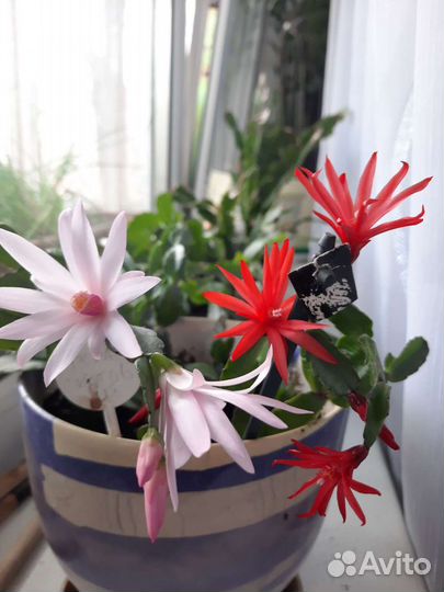 Фиалки, Рипсалидопсис, толстянка 