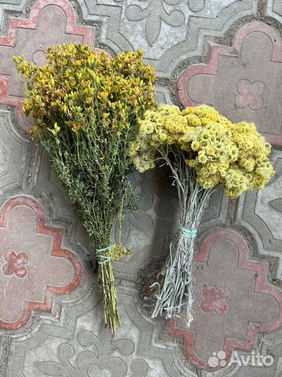 Зверобой сухоцвет