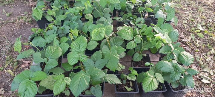 Саженцы ежевики