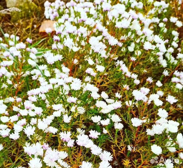 Астра многолетняя (сентябринка)