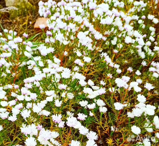 Астра многолетняя (сентябринка)