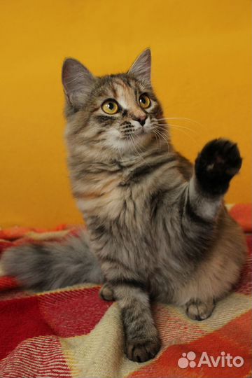 Кошечка Лилу ищет дом