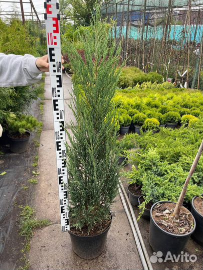 Можжевельники из питомника