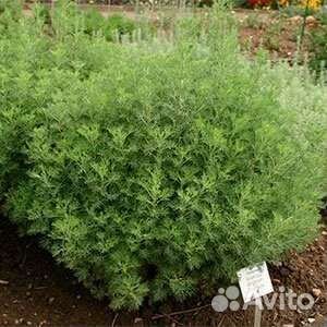 Многолетнее растение для сада полынь Кока кола