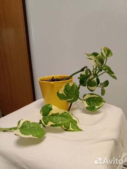 Комнатные растения цветы