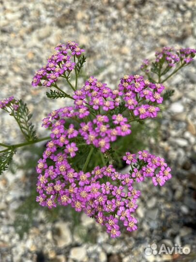 Тысячелистник