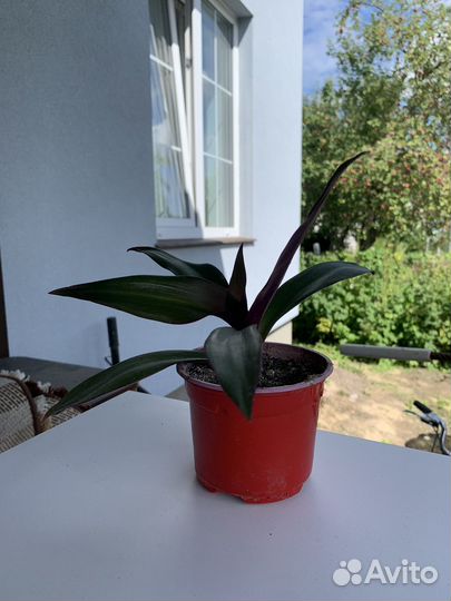 Цветок рэо традесканция