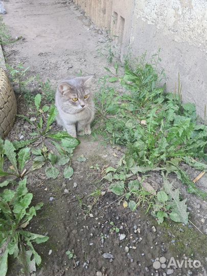 Она очень нуждается в доме