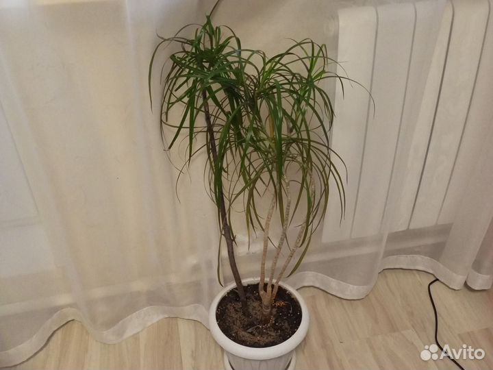 Драцена