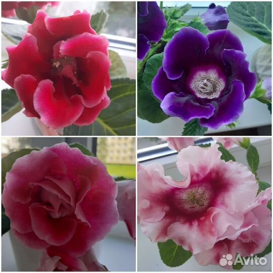 Глоксиния сортовая махровая