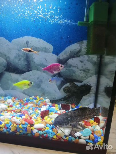 Аквариум