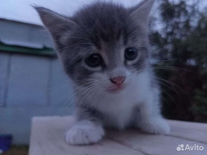 Котята в дар