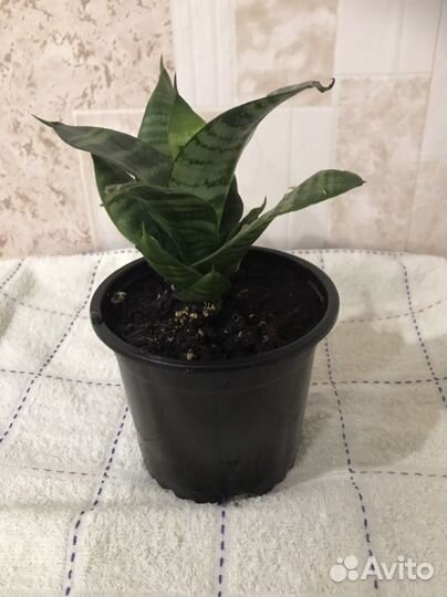 Сансевиерия