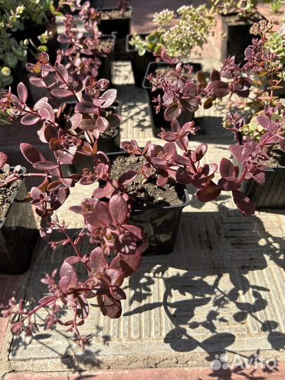 Многолетние растения