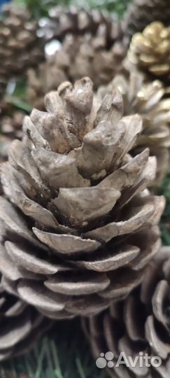 Шишки сосновые для декора