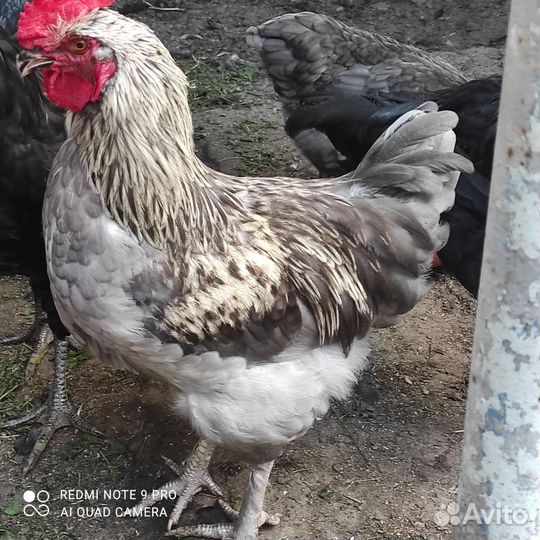 Петух джерсийский гигант. Петух Маран голубой